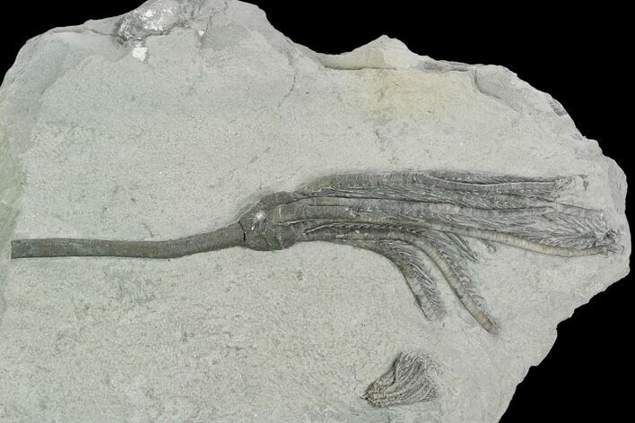 Two Crinoid (Pachylocrinus & Hypselocrinus) Fossils - Indiana #125903